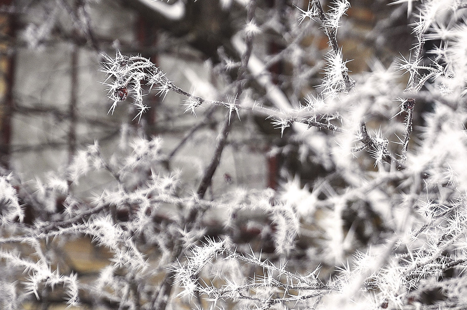 Rime ice